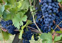 Vini, cambiamenti climatici ed obiettivi economici