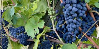 Vini, cambiamenti climatici ed obiettivi economici