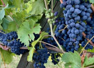 Vini, cambiamenti climatici ed obiettivi economici
