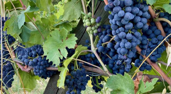 Vini, cambiamenti climatici ed obiettivi economici