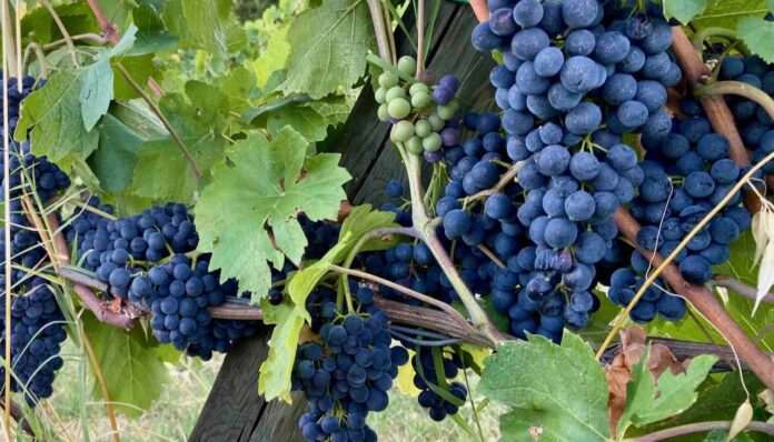 PR UVA 2022-INIZIA LA VENDEMMIA 2022 A PARMA 010