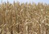 Cereali e dintorni. Attenzione alla logistica di dicembre.