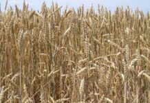 Cereali e dintorni. Attenzione alla logistica di dicembre.