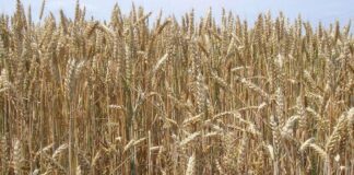 Cereali e dintorni. Attenzione alla logistica di dicembre.