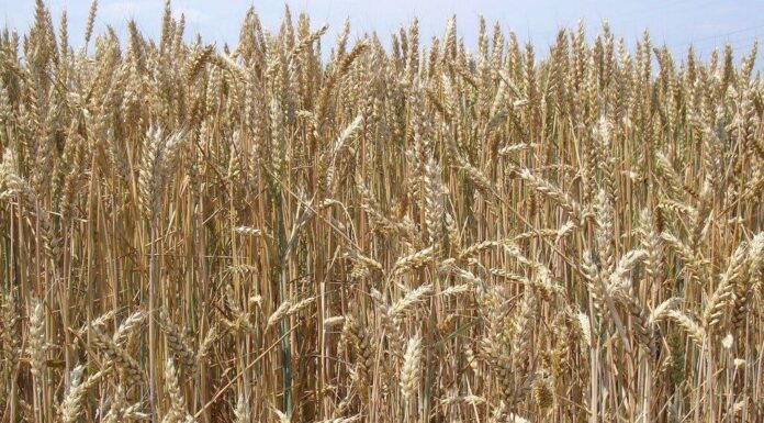 Cereali e dintorni. Attenzione alla logistica di dicembre.