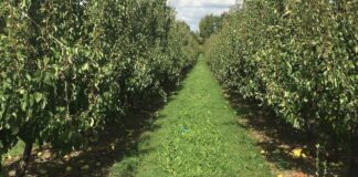 Ismea, Sintesi della Congiuntura dell’agroalimentare