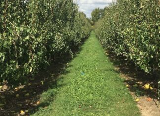 Ismea, Sintesi della Congiuntura dell’agroalimentare