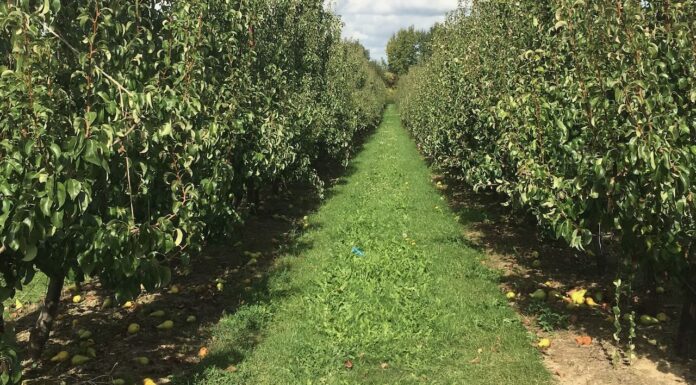 Ismea, Sintesi della Congiuntura dell’agroalimentare