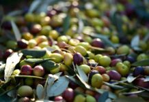 Agricoltura: prorogata scadenza per candidature al bando frantoi PNRR