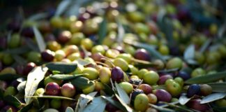 Agricoltura: prorogata scadenza per candidature al bando frantoi PNRR