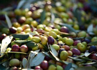 Agricoltura: prorogata scadenza per candidature al bando frantoi PNRR