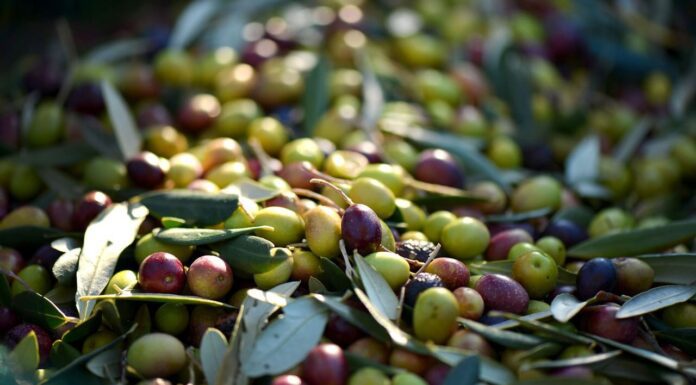 Agricoltura: prorogata scadenza per candidature al bando frantoi PNRR