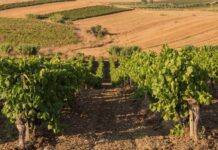 Dalla  ricchezza dei vitigni autoctoni un aiuto per la lotta contro il cambiamento climatico