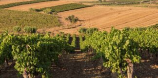 Dalla  ricchezza dei vitigni autoctoni un aiuto per la lotta contro il cambiamento climatico