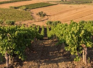 Dalla ricchezza dei vitigni autoctoni un aiuto per la lotta contro il cambiamento climatico