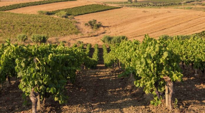 Dalla  ricchezza dei vitigni autoctoni un aiuto per la lotta contro il cambiamento climatico
