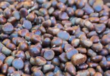 Incontro di degustazione con le castagne