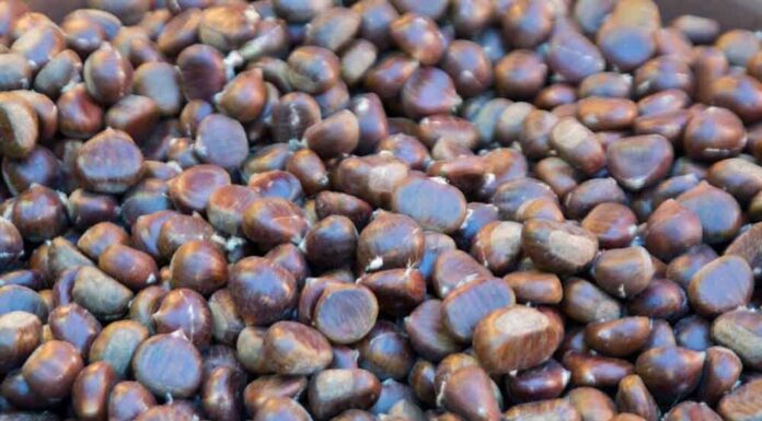 Incontro di degustazione con le castagne