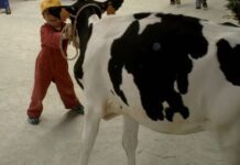 AGRICOLTURA, Cavandoli (Lega): con Legge 200 milioni per incoraggiare giovani agricoltori e sostenere ricambio generazionale