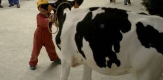 AGRICOLTURA, Cavandoli (Lega): con Legge 200 milioni per incoraggiare giovani agricoltori e sostenere ricambio generazionale