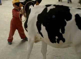 AGRICOLTURA, Cavandoli (Lega): con Legge 200 milioni per incoraggiare giovani agricoltori e sostenere ricambio generazionale