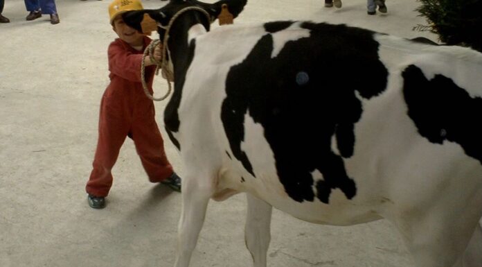 AGRICOLTURA, Cavandoli (Lega): con Legge 200 milioni per incoraggiare giovani agricoltori e sostenere ricambio generazionale