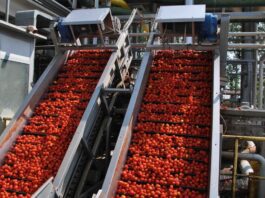 Pomodoro. Depositati i contratti per la campagna 2026.