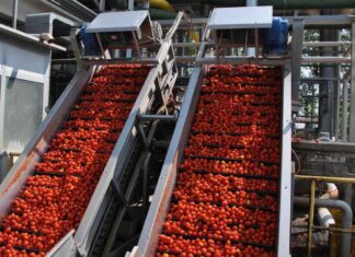 Pomodoro. Depositati i contratti per la campagna 2026.