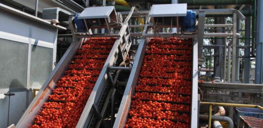 Pomodoro. Depositati i contratti per la campagna 2026.