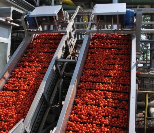 Pomodoro. Depositati i contratti per la campagna 2026.