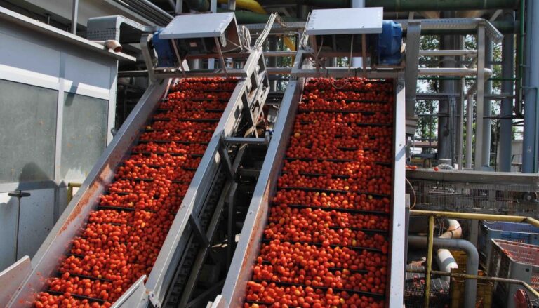 Pomodoro. Depositati i contratti per la campagna 2026.