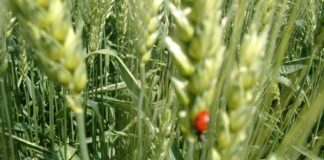 “Cereali e dintorni”. … Migliore 2025!