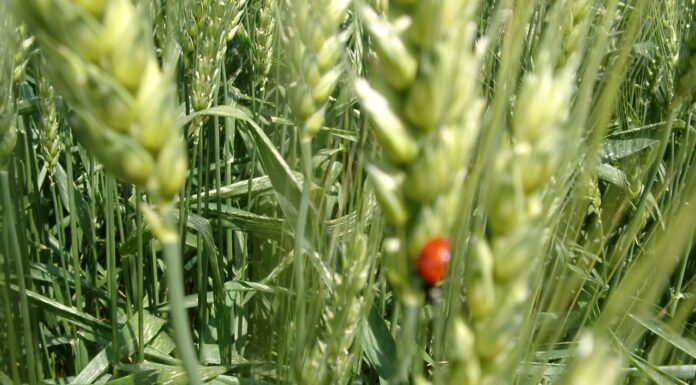 “Cereali e dintorni”. … Migliore 2025!