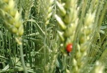 “Cereali e dintorni” – Ondata di rincari ingiustificati