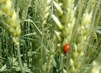 “Cereali e dintorni”. Nel bel mezzo dei dazi trumpiani