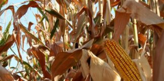 “Cereali e dintorni” – Ancora stop ai dazi ucraini.