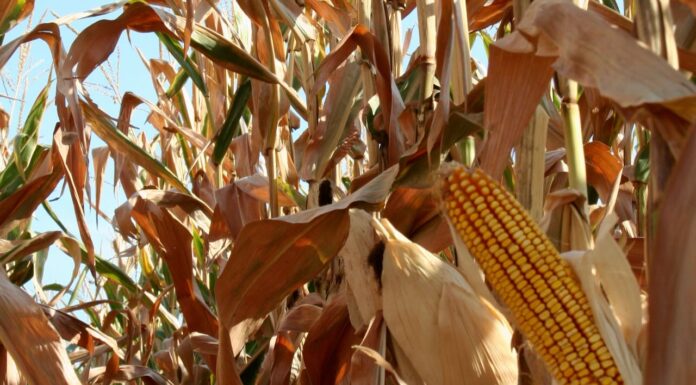 “Cereali e dintorni” – Ancora stop ai dazi ucraini.