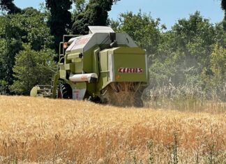 “Cereali e dintorni”. Soja in salita straordinaria