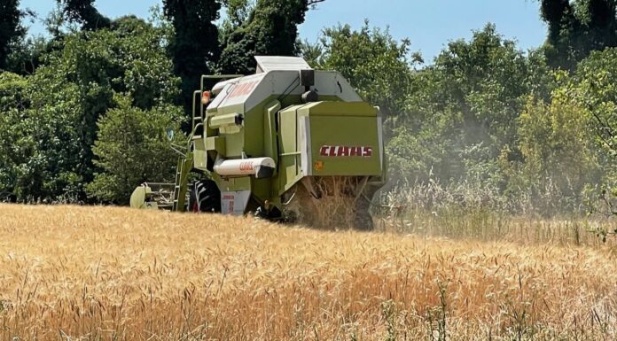 “Cereali e dintorni”. Il commento all’USDA.