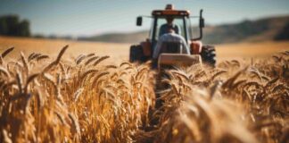 “Cereali e dintorni”. Le elezioni agitano i mercati