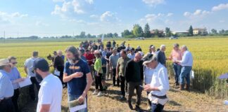 Nell’anno critico per i cereali, l’edizione di Demo Frumento 2024 del Consorzio Agrario registra il record di partecipanti