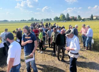 Nell’anno critico per i cereali, l’edizione di Demo Frumento 2024 del Consorzio Agrario registra il record di partecipanti