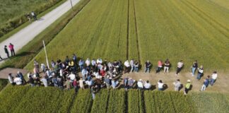 “Cereali e dintorni”. 2025, attendiamo una tempesta perfetta?