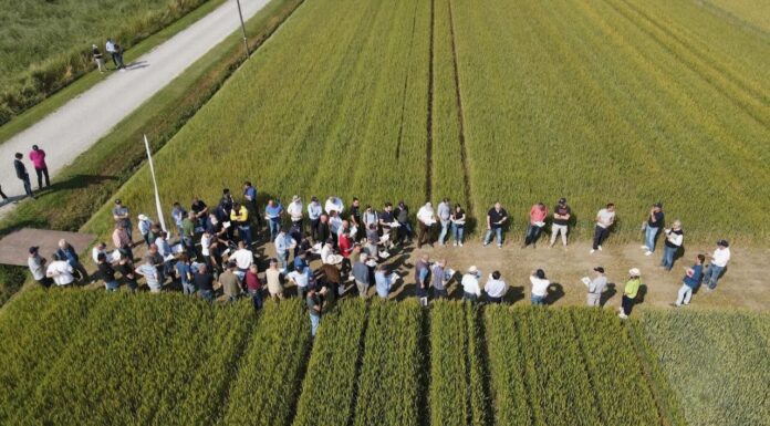 “Cereali e dintorni”. In partenza il rally rialzista.