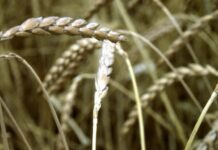 “Cereali e dintorni”. Deforestazione, norme ancora inapplicabili