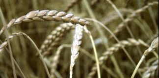 “Cereali e dintorni”. Soya ai minimi toccati a agosto.