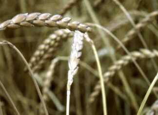 “Cereali e dintorni”. Deforestazione, norme ancora inapplicabili