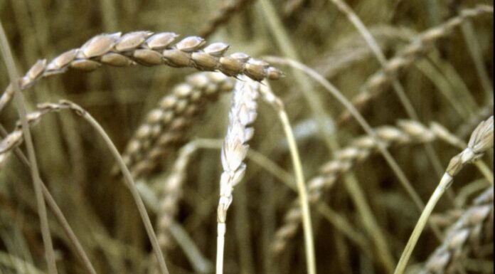 “Cereali e dintorni”. Materie prime in “comfort zone”