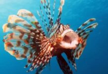 Nel mare Adriatico si sta diffondendo un’altra specie di pesci velenosi.