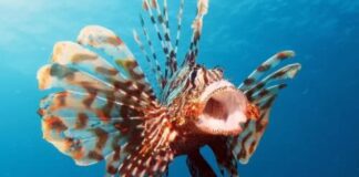 Nel mare Adriatico si sta diffondendo un’altra specie di pesci velenosi.